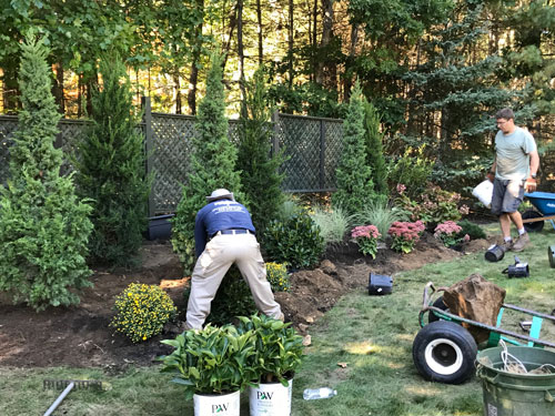Two people are planting trees and shrubs in a garden. There's a wheelbarrow nearby. Tall trees and a wooden fence are in the background.
