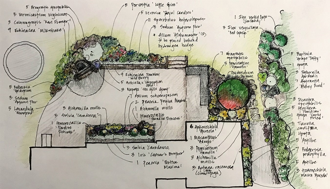Garden design sketch with labeled plants, featuring a detailed layout. Includes Echinacea, Rudbeckia, and Lavandula. Artistic, colorful, and annotated illustration.