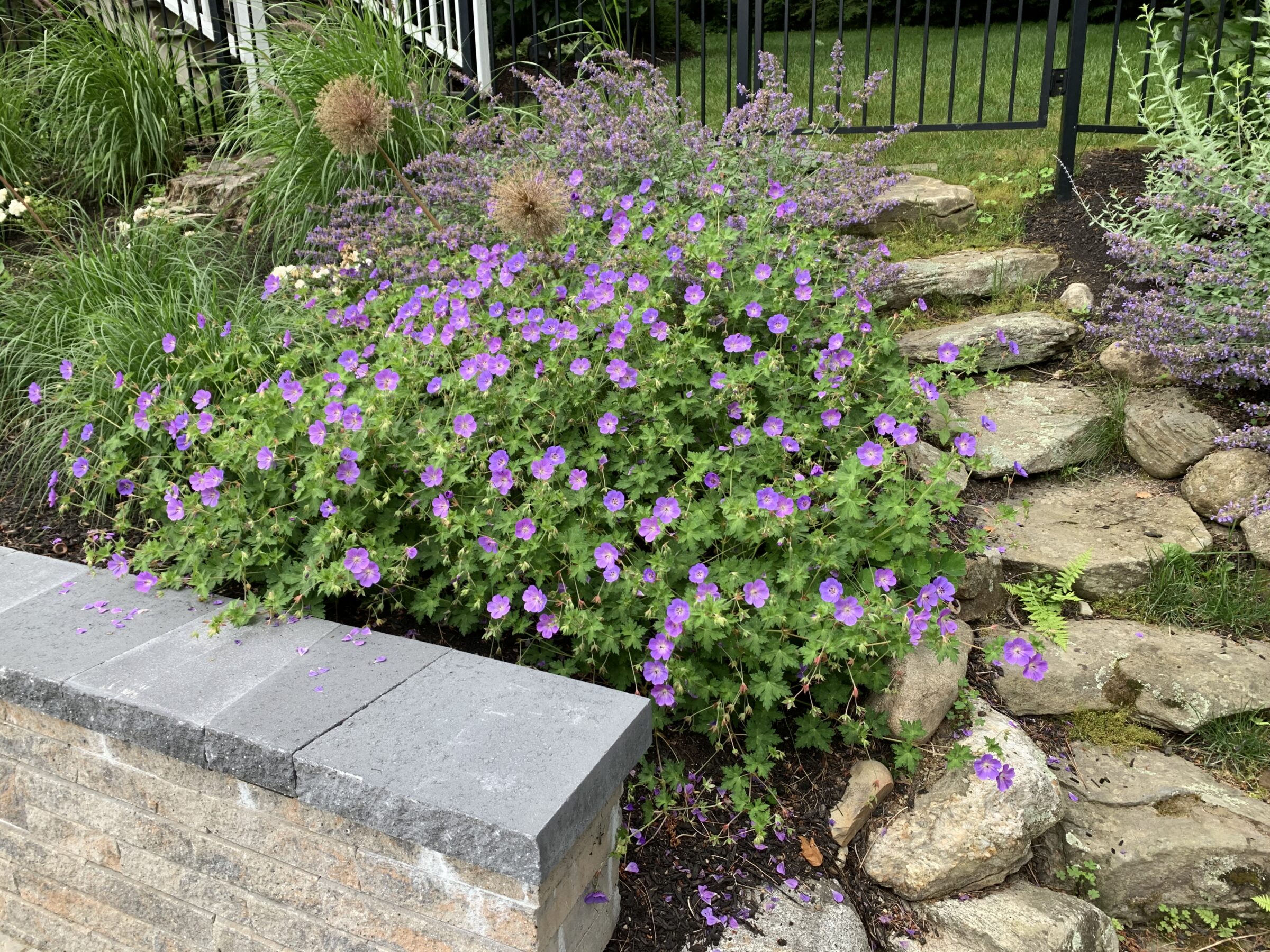A garden with purple flowers, stone steps, and green foliage, bordered by a brick wall and black metal fence in the background.