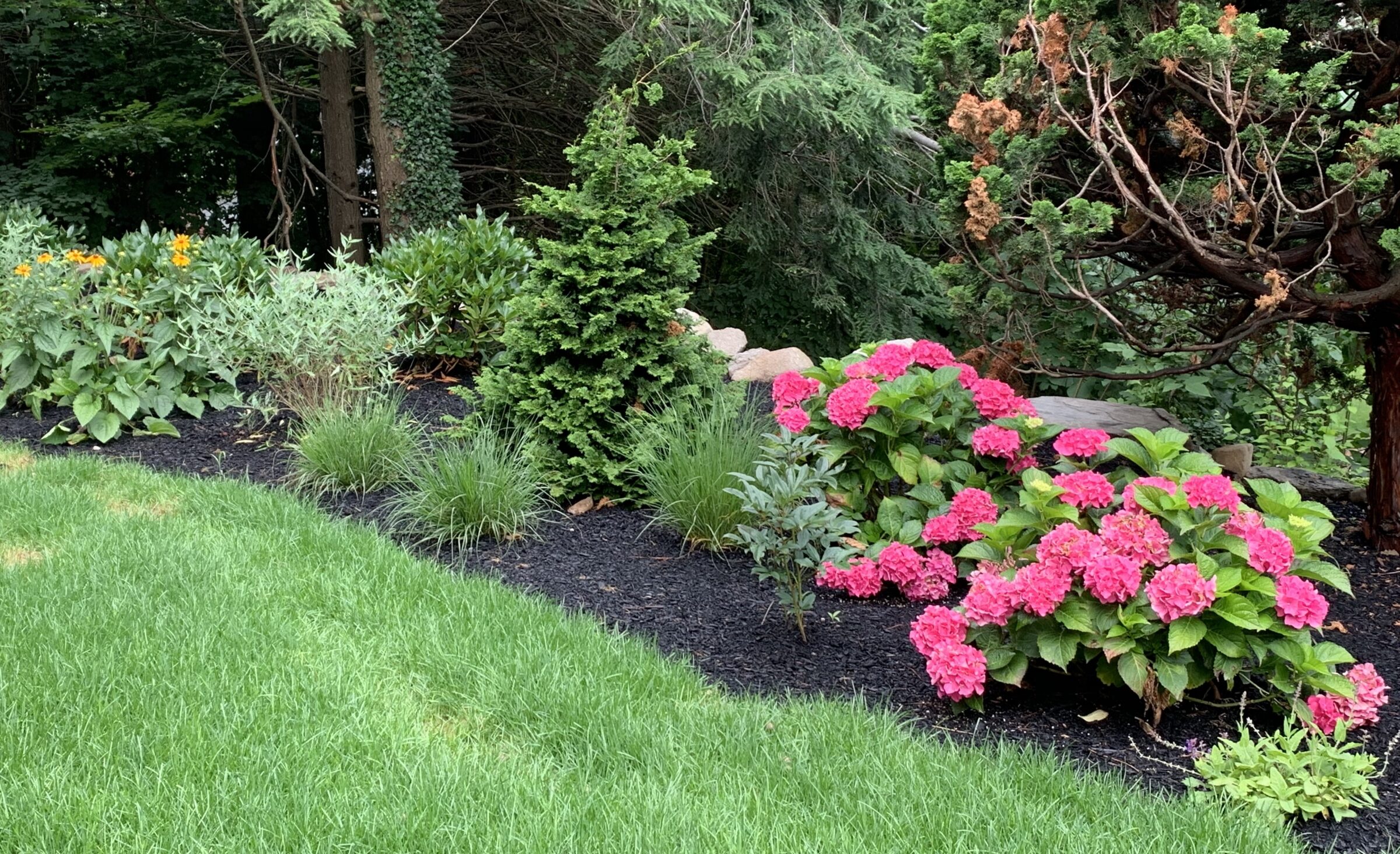 A lush garden with vibrant pink hydrangeas, green shrubs, and tall trees, set against a backdrop of rich foliage and manicured grass.