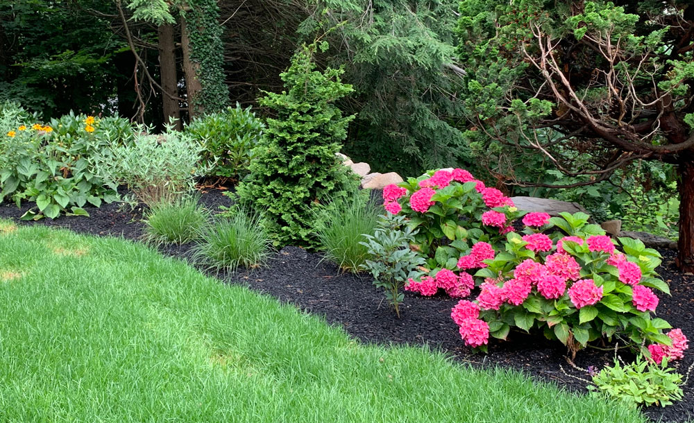 A lush garden features vibrant pink hydrangeas, green shrubs, and a tree, set against a backdrop of tall trees and fresh grass.