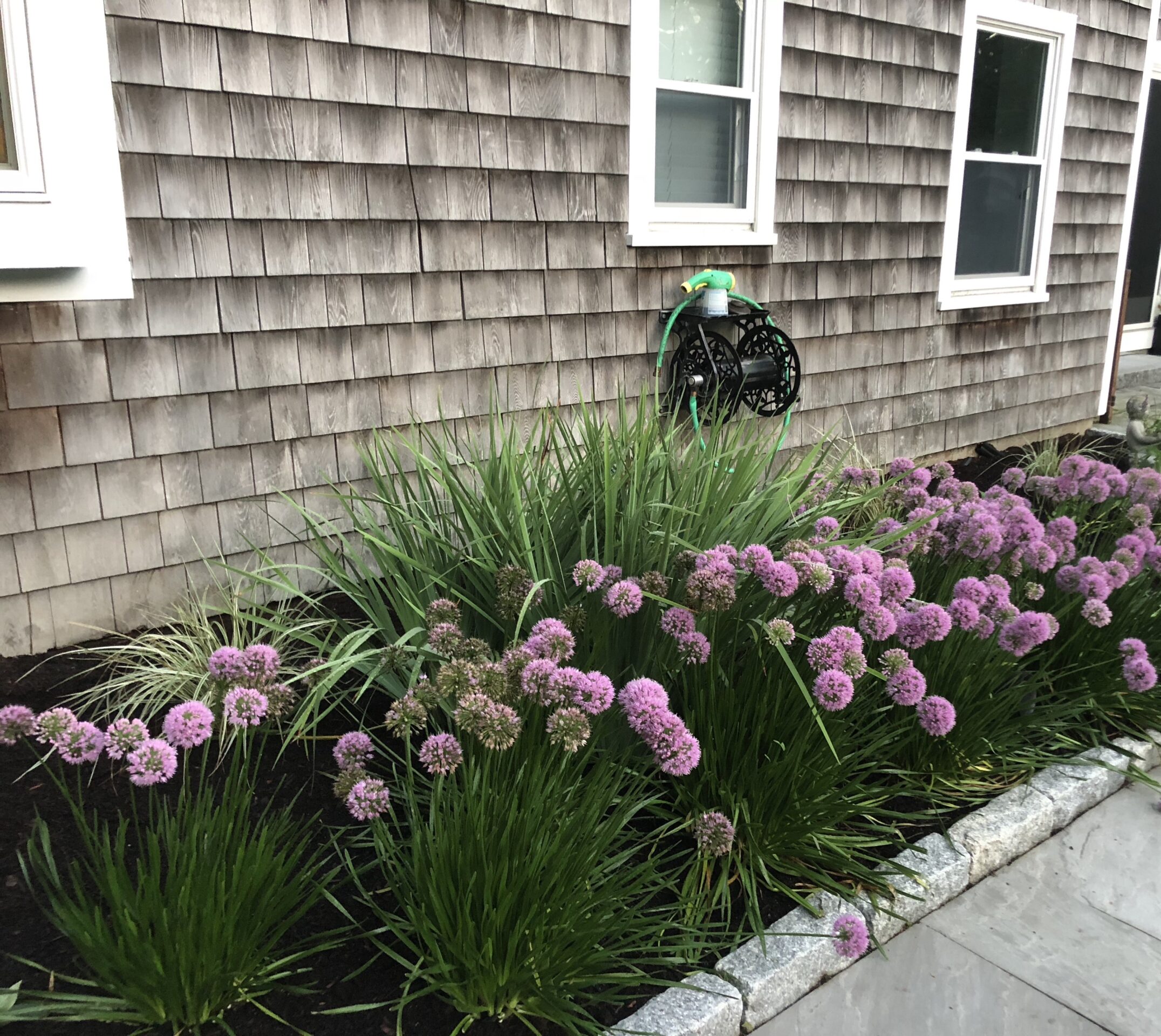 A garden with purple flowers and tall grass against shingle siding of a house, featuring a wall-mounted garden hose reel.