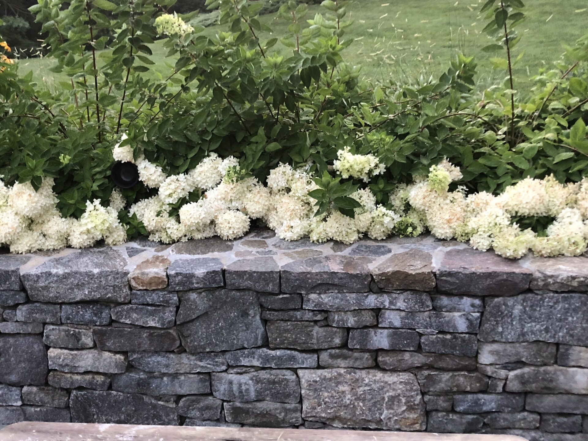 A stone wall with lush green foliage and white hydrangea flowers, set against a grassy background. No landmarks or people present.