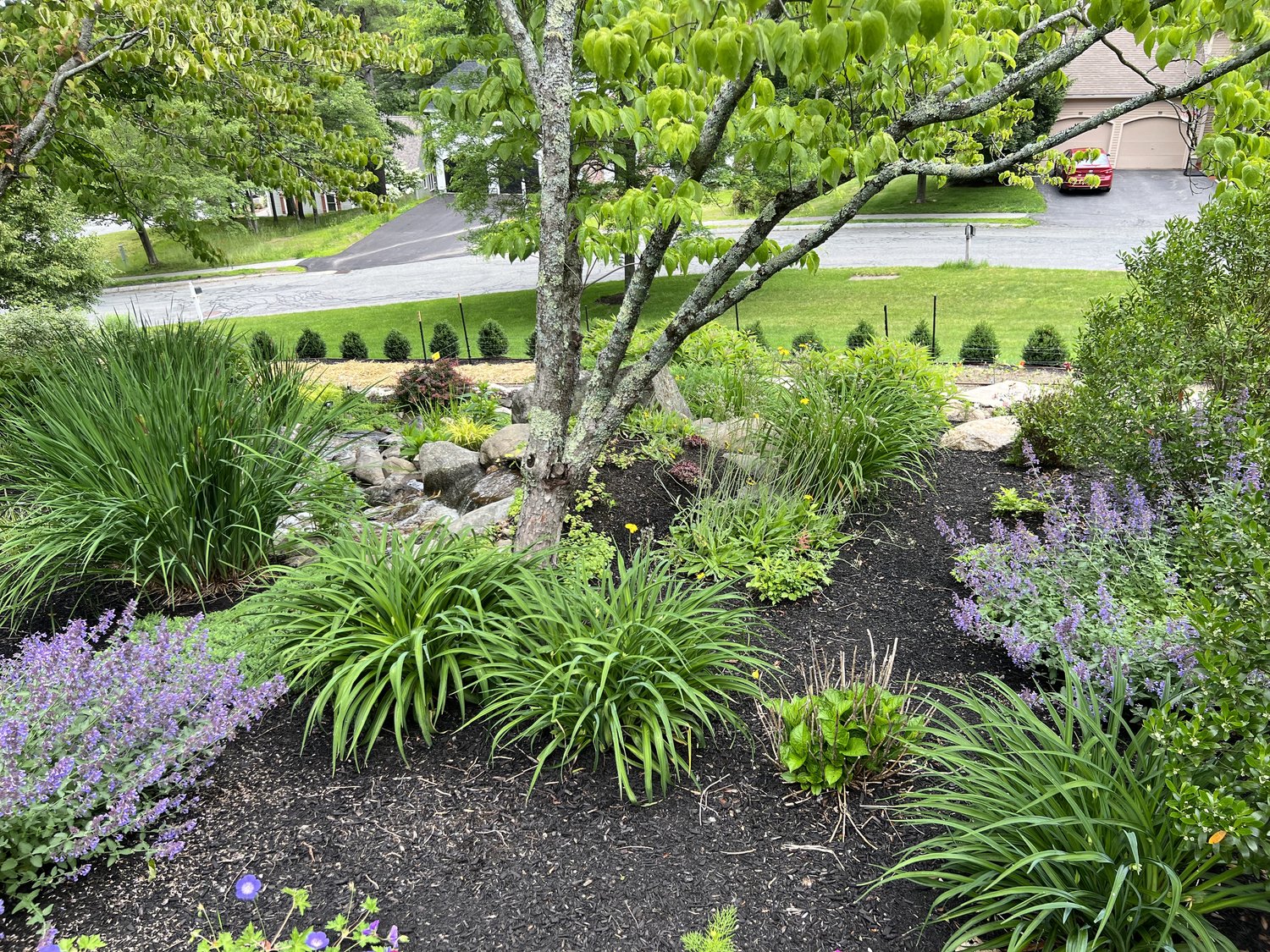 A vibrant garden featuring lush greenery and purple flowers, with a tree and a view of a suburban street in the background.