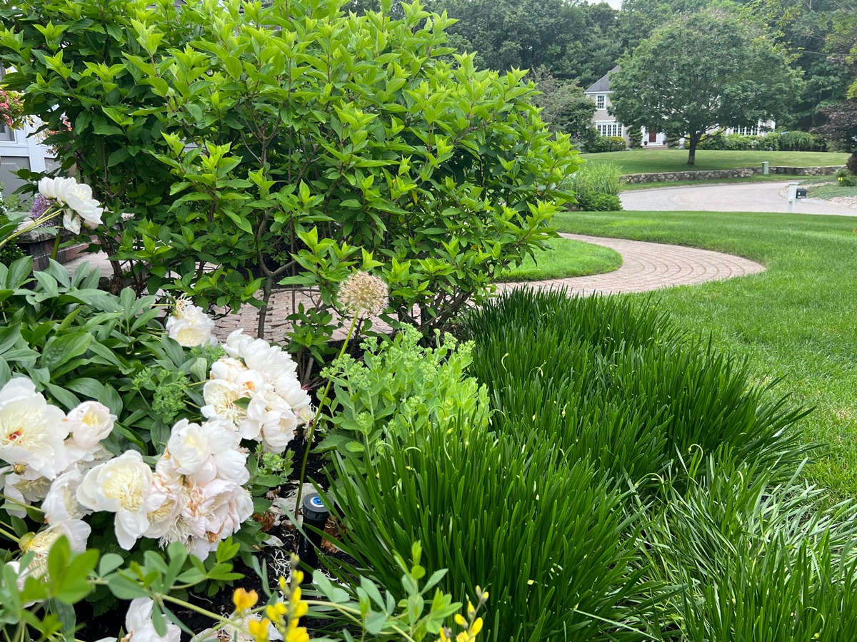 Lush garden with white flowers and green bushes. A brick pathway curves towards a house surrounded by trees and well-maintained lawns.