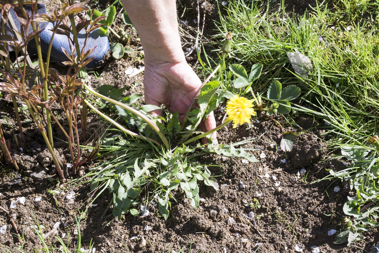A person is pulling a dandelion from a garden, surrounded by green grass and soil. A blue shoe is visible nearby.