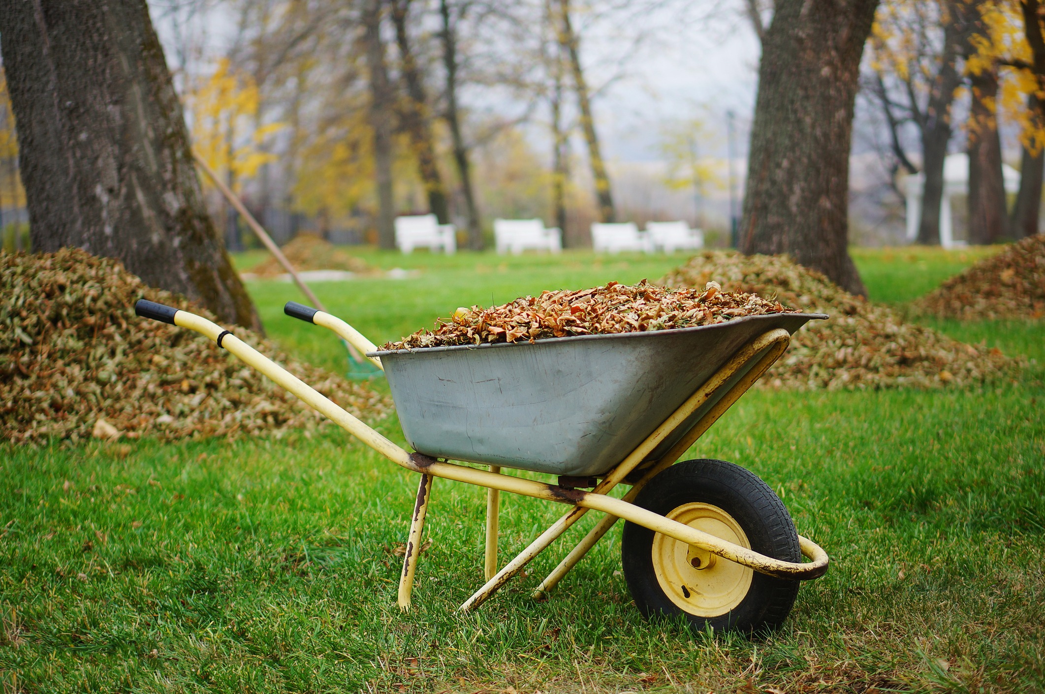 A wheelbarrow full of leaves rests on green grass among trees in a park setting, with benches in the background.