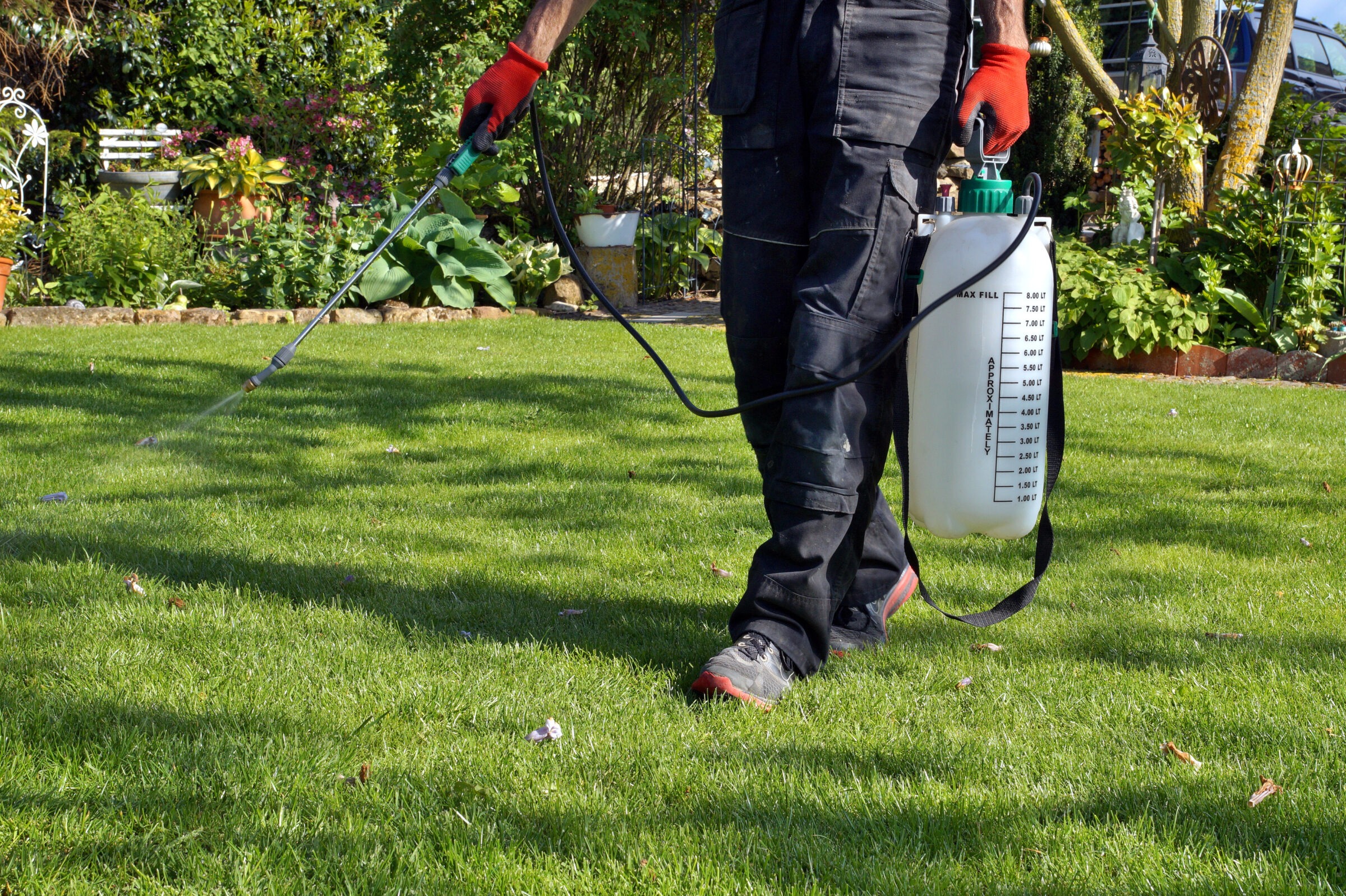 A person in red gloves uses a garden sprayer on lush green grass surrounded by vibrant plants and flowers in a sunny garden.