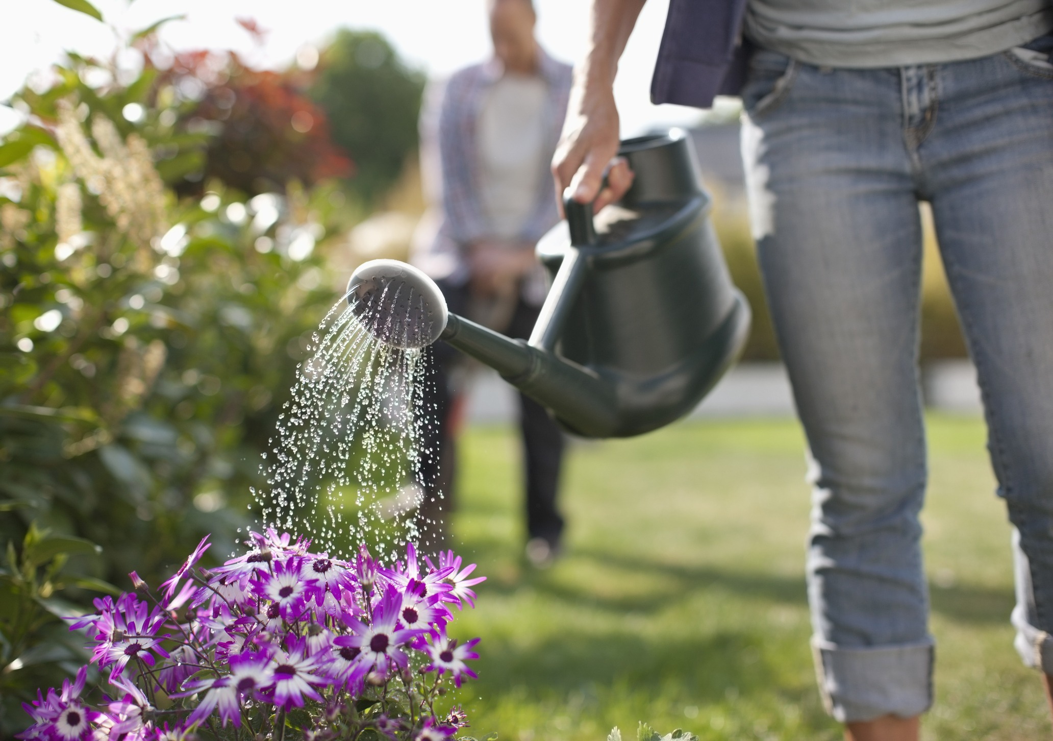 A person waters purple flowers with a green watering can in a sunny garden, another person blurred in the background.