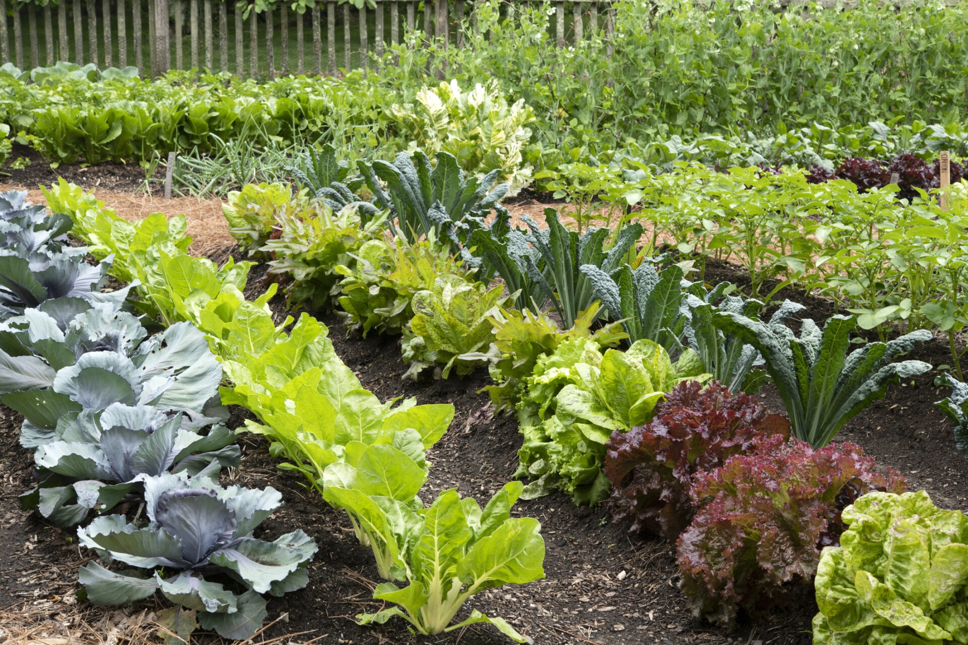 A lush vegetable garden with green and purple leafy plants, neatly organized in rows, surrounded by a wooden fence in the background.