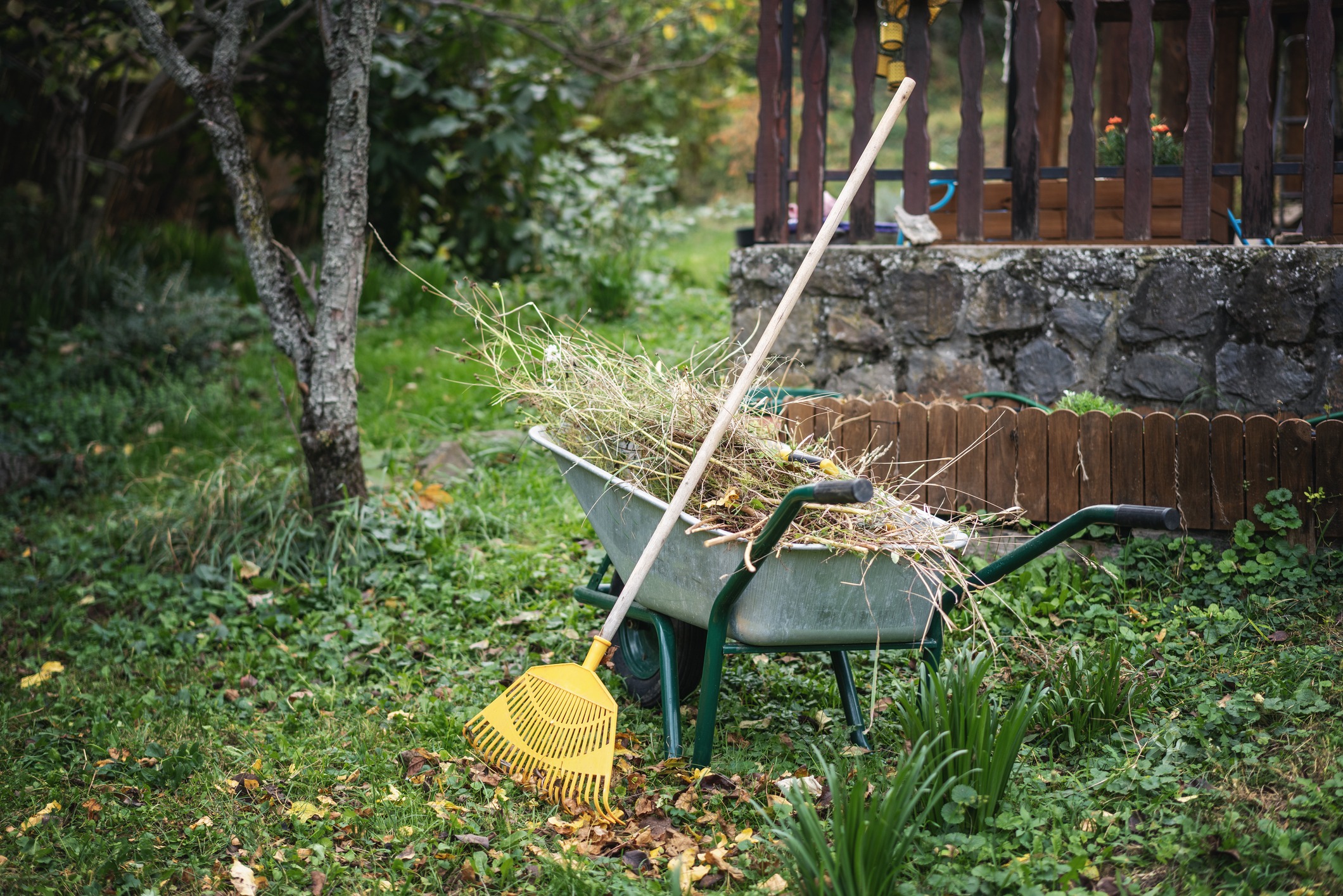A backyard scene with a wheelbarrow full of garden clippings, a yellow rake, trees, and stone wall background.