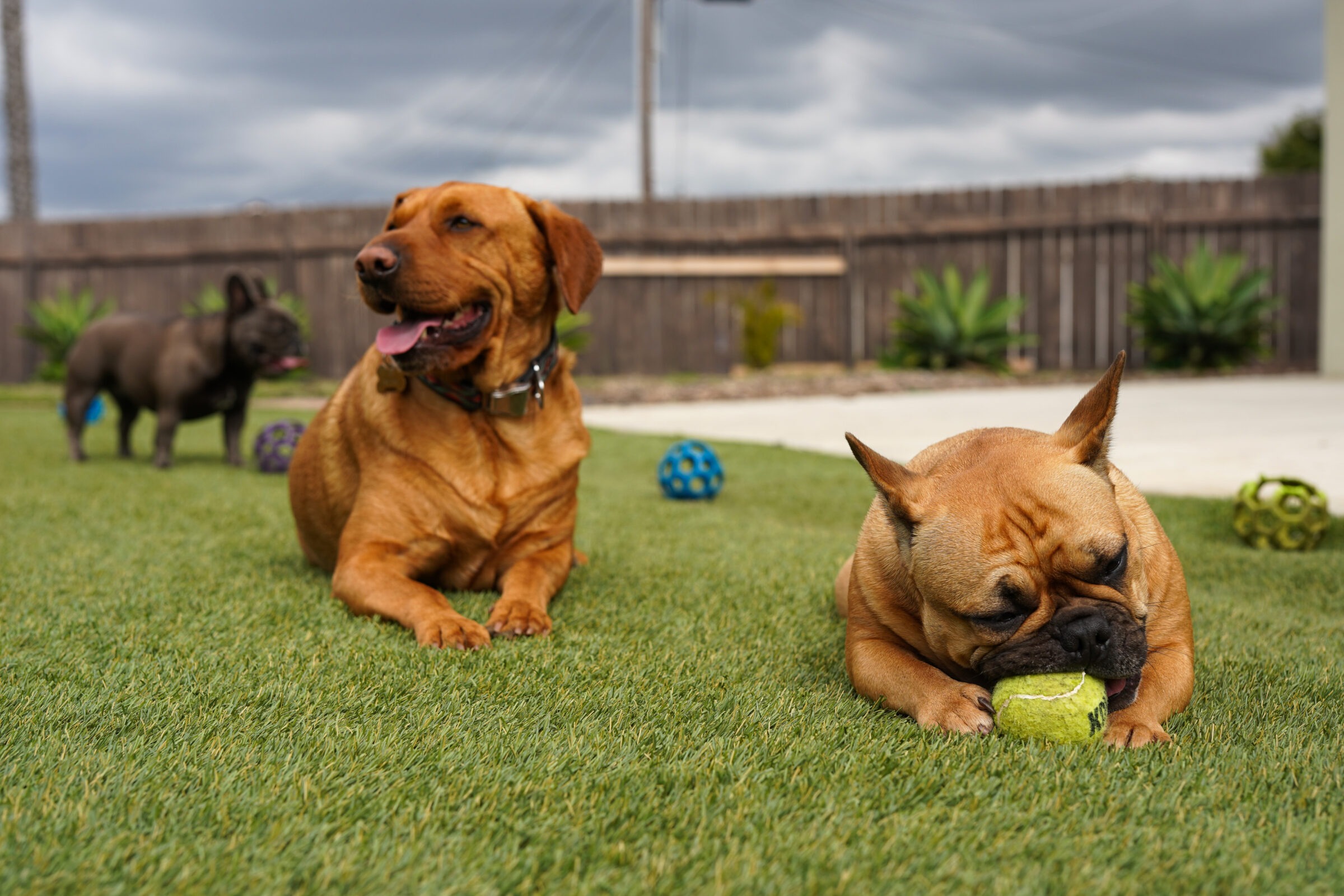 Three dogs play on green grass with colorful balls under a cloudy sky, enclosed by a wooden fence and surrounded by lush plants.